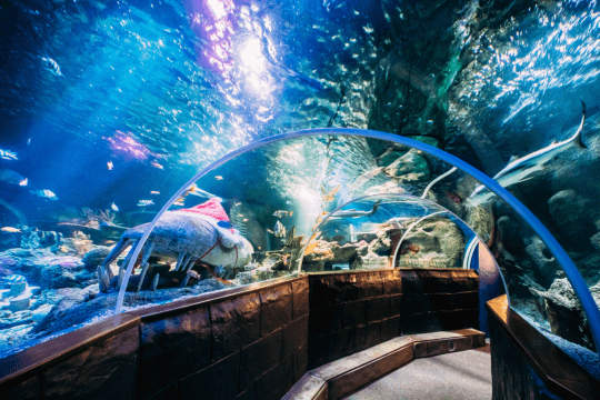 SEA Aquarium